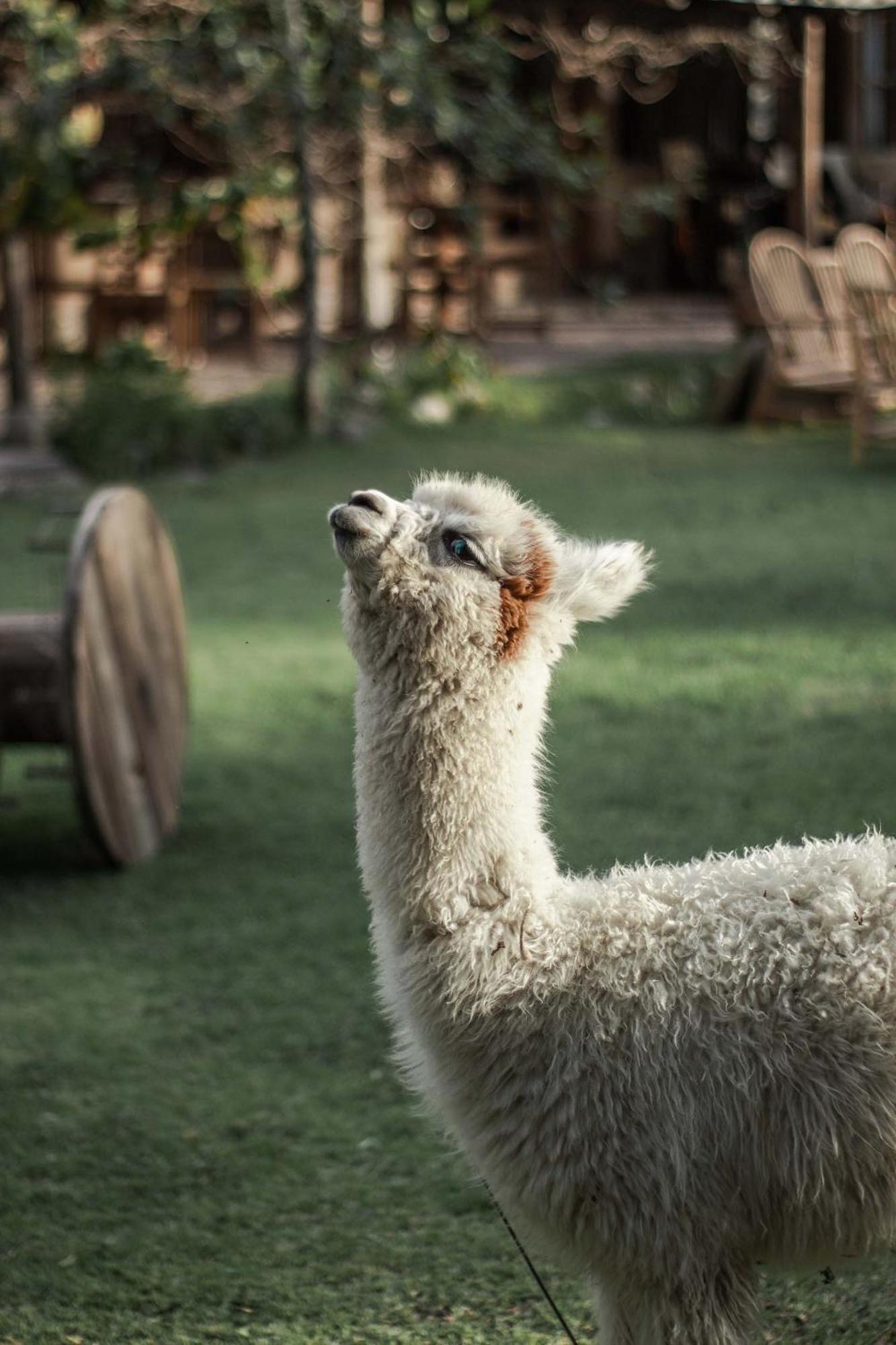 Andean Wings Valley ウルバンバ エクステリア 写真