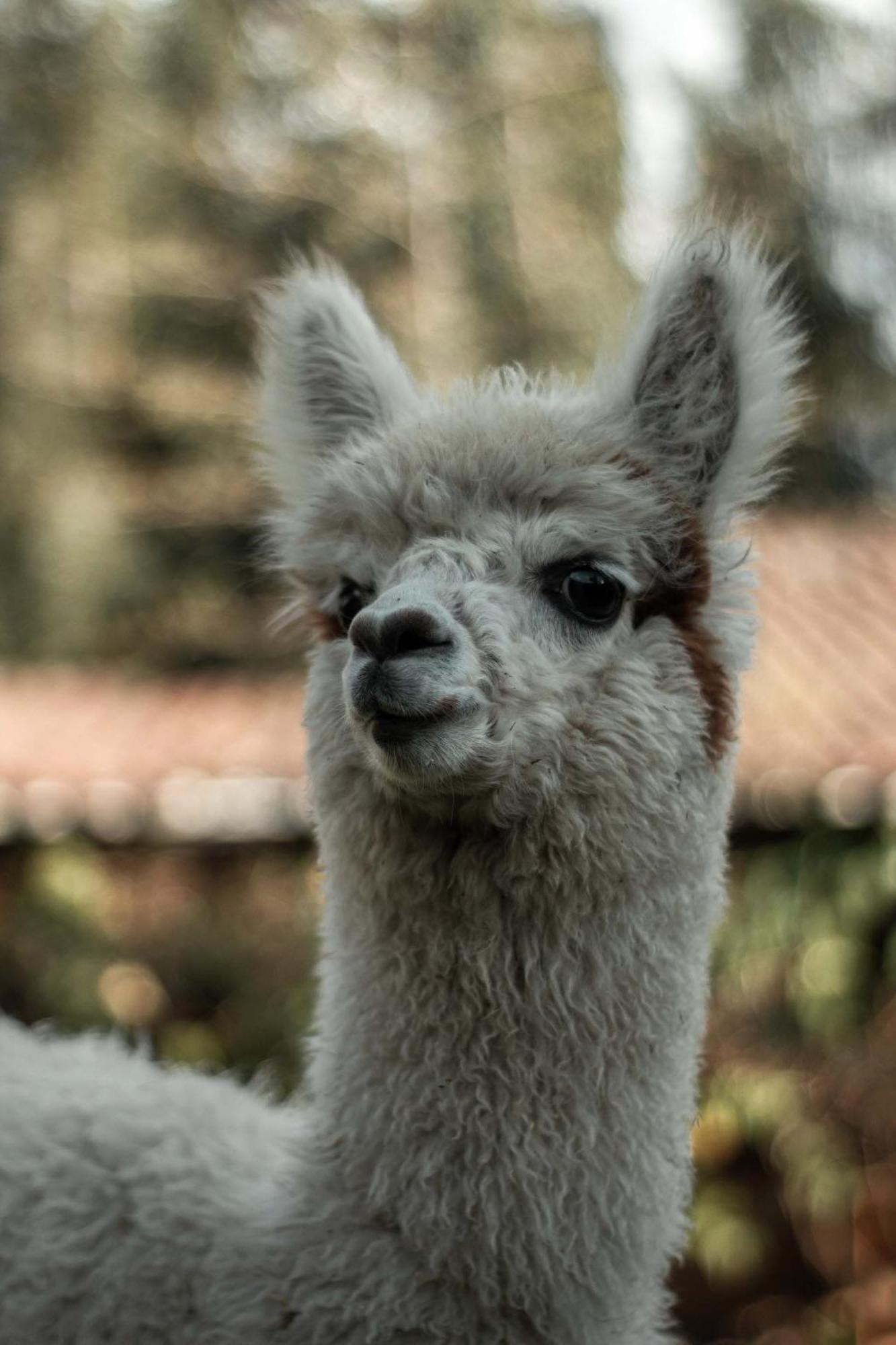 Andean Wings Valley ウルバンバ エクステリア 写真